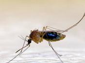 Deux jeunes Africains inventent savon pour lutter contre paludisme