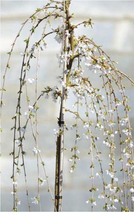 C’est la fête des plantes à la Fête des plantes de Saint Jean de Beauregard