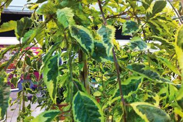 C’est la fête des plantes à la Fête des plantes de Saint Jean de Beauregard