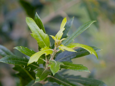 C’est la fête des plantes à la Fête des plantes de Saint Jean de Beauregard