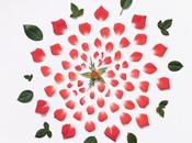 Photographies Exploded Flowers
