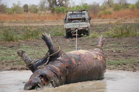 Des morts inexpliquées de neuf hippopotames à Singou