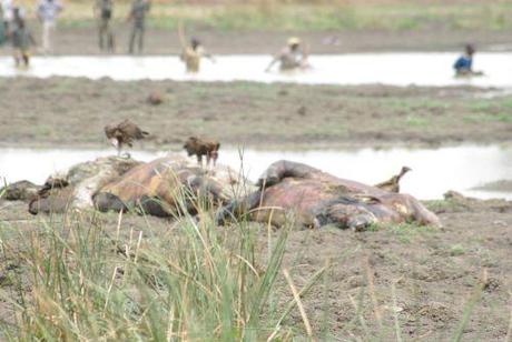 Des morts inexpliquées de neuf hippopotames à Singou