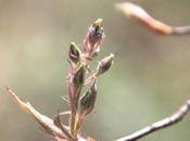 L'araignée dans l'amélanchier