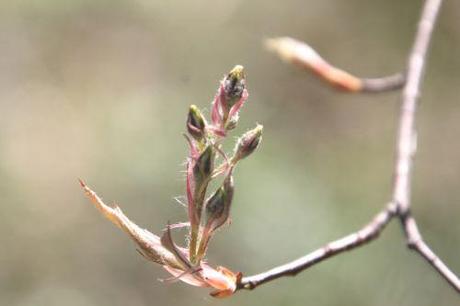 0 alelanchier romi 14 avril 2013 054.jpg