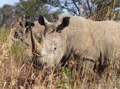 Protection l’environnement quel potentiel pour l’approche propriétariste Afrique