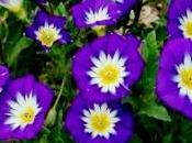 belle jour semis charmera votre jardin