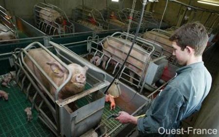 Viande, lait, oeufs étiquetés AB, Bio ou label rouge, sont, eux-aussi, issus d'animaux incarcérés - Module mère comment va la Belle Bleue ?