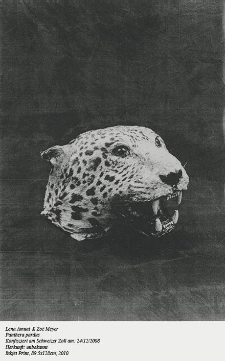 LENA AMUAT & ZOE MEYER