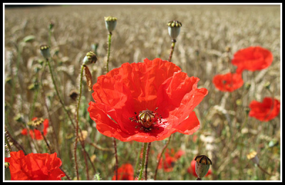 Participer à Vigie-flore sciences,flore,botanique,éducation,gironde