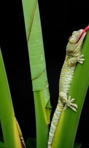 PLAIES HUMIDES: Du gecko à l'adhésif qui colle lorsqu'il est mouillé – PNAS