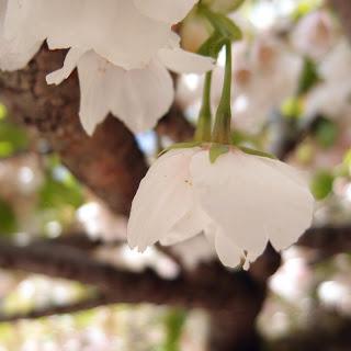 Hanami, 花見 : apprendre à regarder !