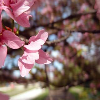 Hanami, 花見 : apprendre à regarder !