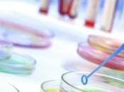 MÉDECINE RÉGÉNÉRATIVE: Castor veille cellules souches PNAS