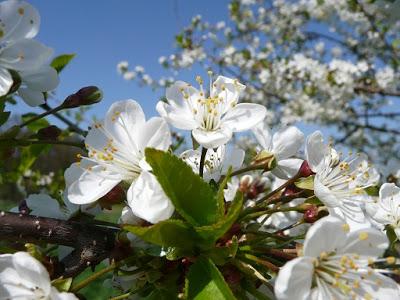 La ferme d'Ecancourt