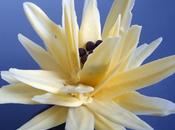 Fleur nénuphar chocolat