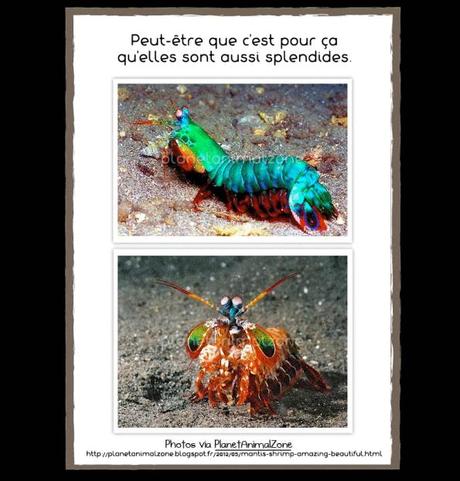 La crevette-mante: entre fascination et terreur!