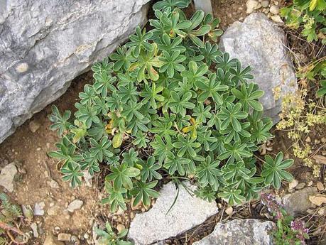 12 herbes médicinales à connaître absolument