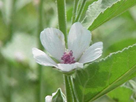 12 herbes médicinales à connaître absolument