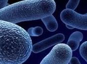 Cancer pancréas bactéries radioactives pour traiter efficacement maladie