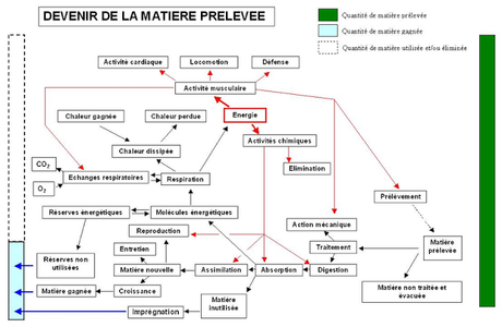 Écologie des écosystèmes: contraintes liées aux contraintes dimensionnelles des pyramides de la vie