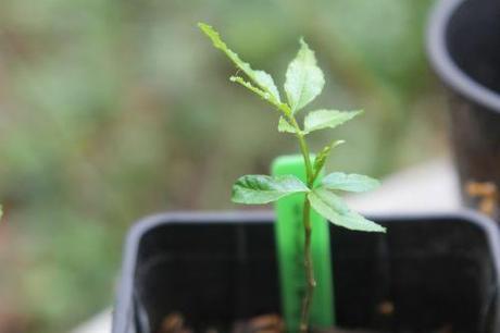 1 zantho coreanum veneux 26 avril 2013 011.jpg