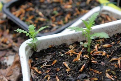 3 veneux 26 avril 2013 005.jpg