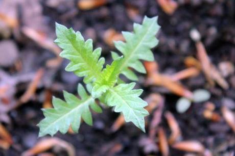 6 veneux 26 avril 2013 013.jpg