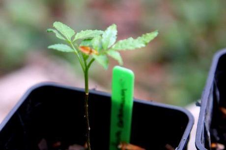 2 zantho coreanum veneux 26 avril 2013 012.jpg