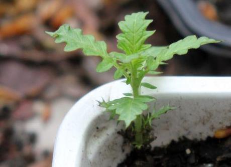 4 veneux 26 avril 2013 008.jpg