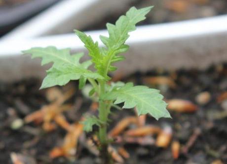 5 veneux 26 avril 2013 006.jpg