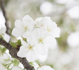 fleurs blanches