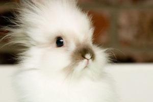 White-Rabbit