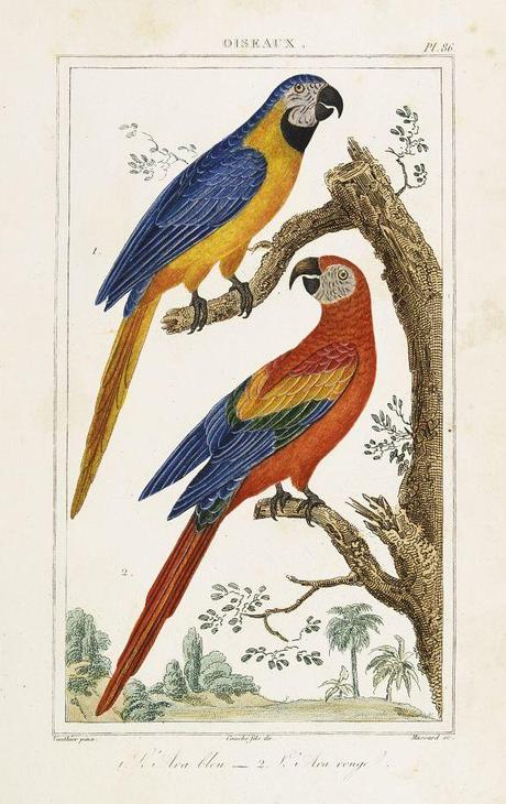 INSTALLATION SONORE PROMENADE - OISEAU LIRE - OISEAU LEURRE