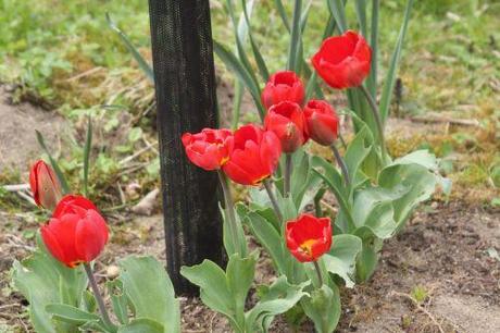 5 tulipes romi 20 avril 2013 110.jpg