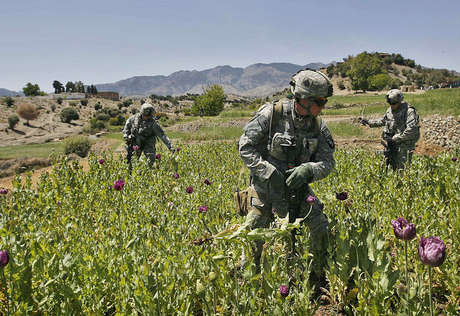 afghanistan opium fields Dopium brut (Vidéo)