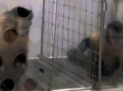 concombre, raisins crétins rient