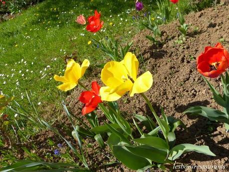 LES TULIPES DE MAMIE SIMONE