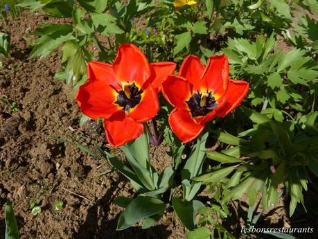 LES TULIPES DE MAMIE SIMONE