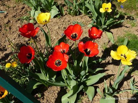 LES TULIPES DE MAMIE SIMONE
