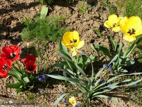 LES TULIPES DE MAMIE SIMONE