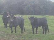 ganaderias novilladas saint sever