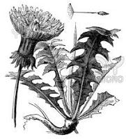 Pissenlit et printemps ...