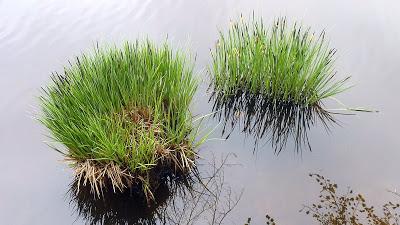 Photos d'une balade printanière. De Deining à Deisenhofen