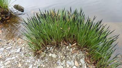 Photos d'une balade printanière. De Deining à Deisenhofen