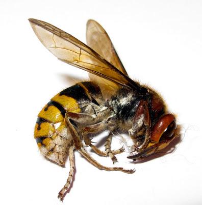 Vespa Crabro (Frelon)