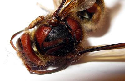 Vespa Crabro (Frelon)