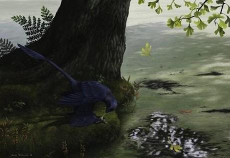 L’élargissement des pattes de certains dinosaures à permis à l’oiseau de prendre son envol