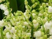 Conseils fleuriste pour bien conserver muguet chez vous