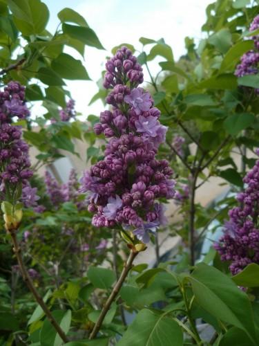 vacances,voyages,jardin,saisons,printemps,loisirs